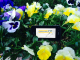 Bland Landscaping Company